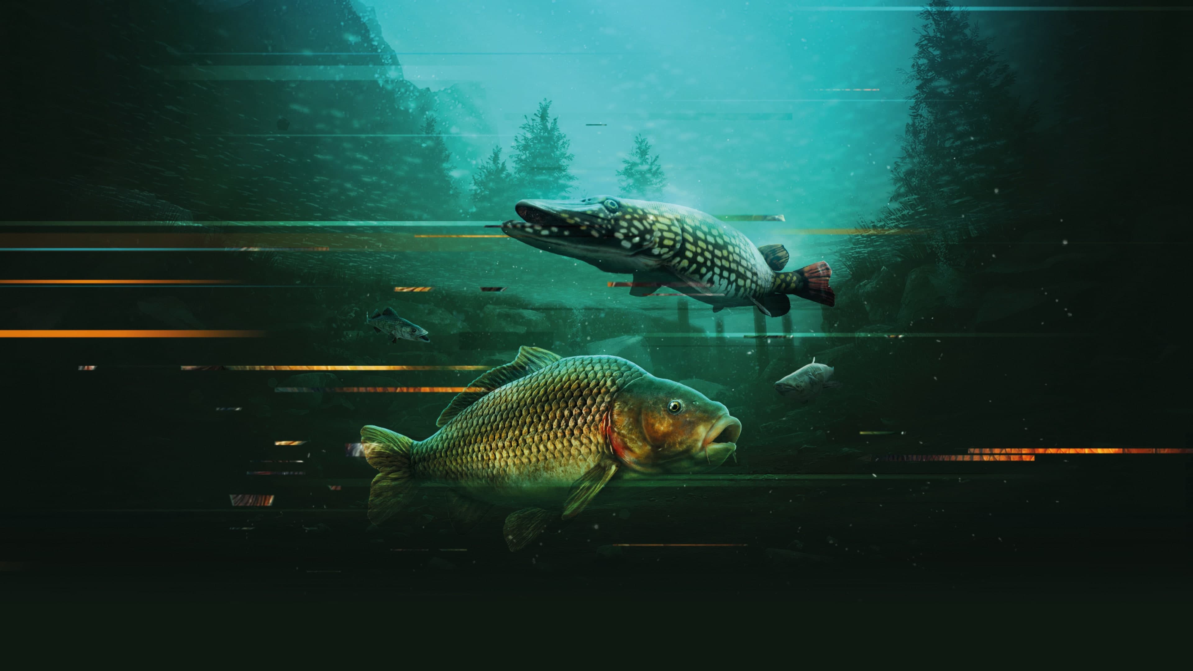 The Catch: Carp Coarse Collector's