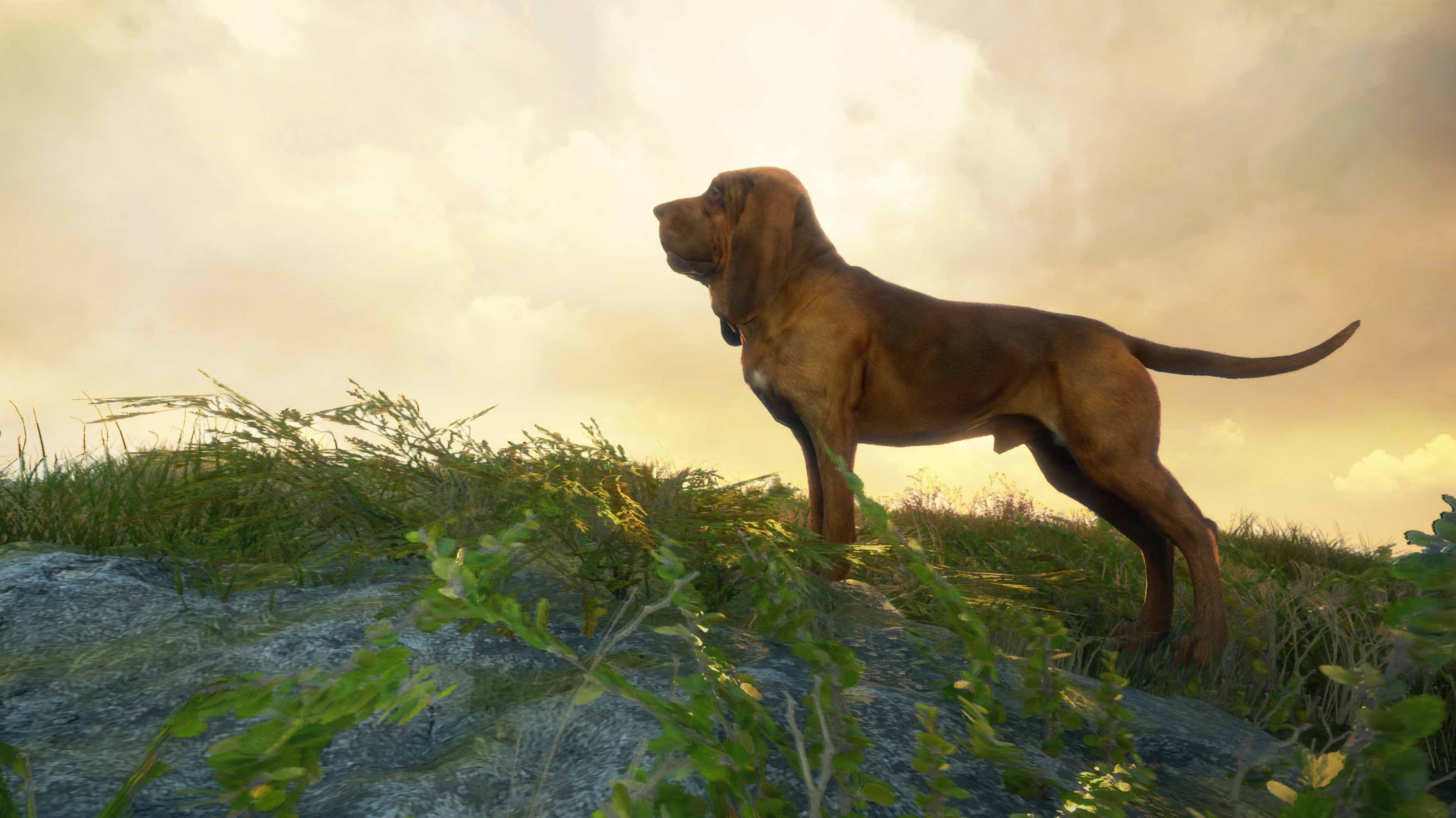 theHunter: Call of the Wild - Bloodhound: скриншот 1