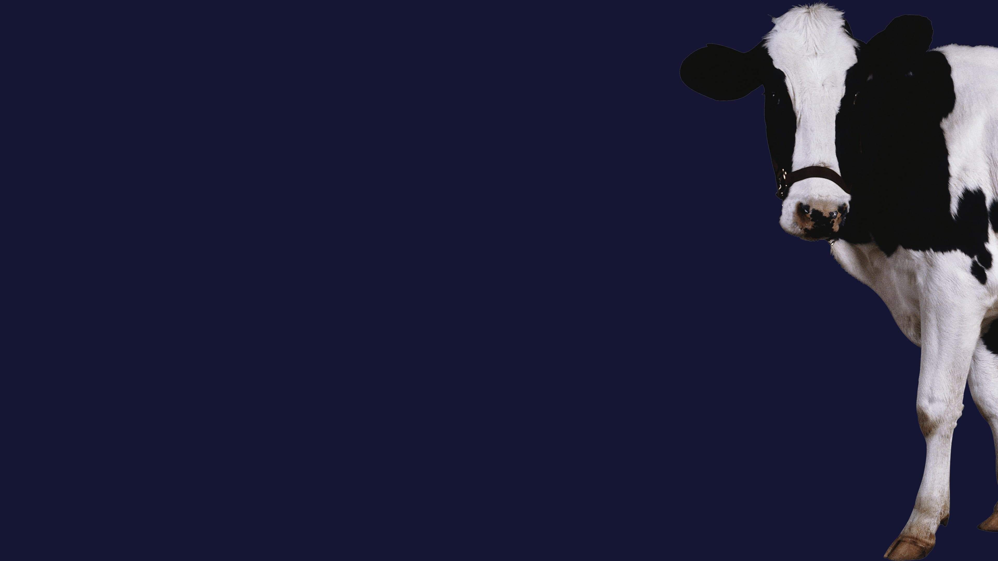 Stroke The Cow Standard