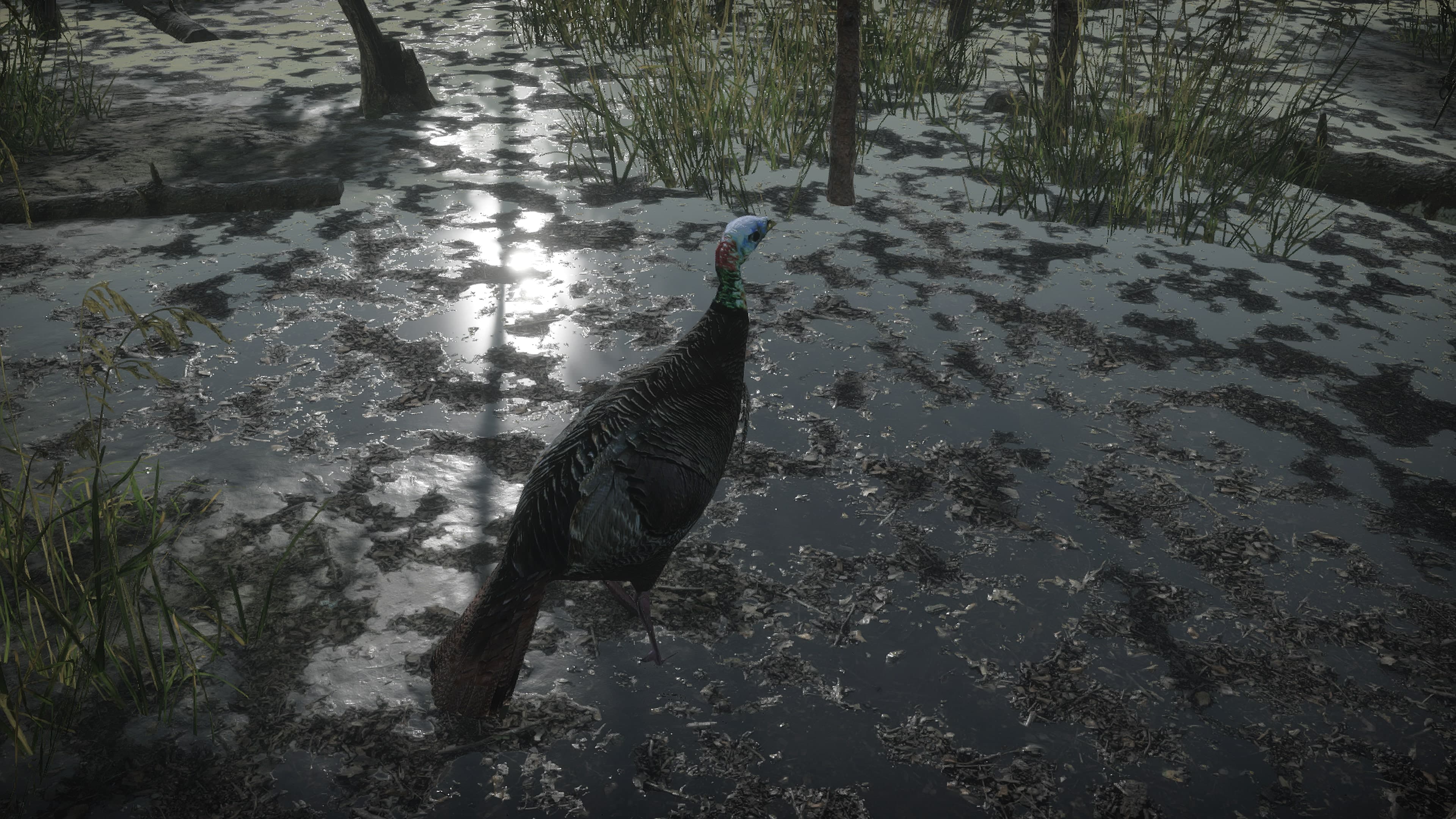 Pro Turkey Hunting: скриншот 6