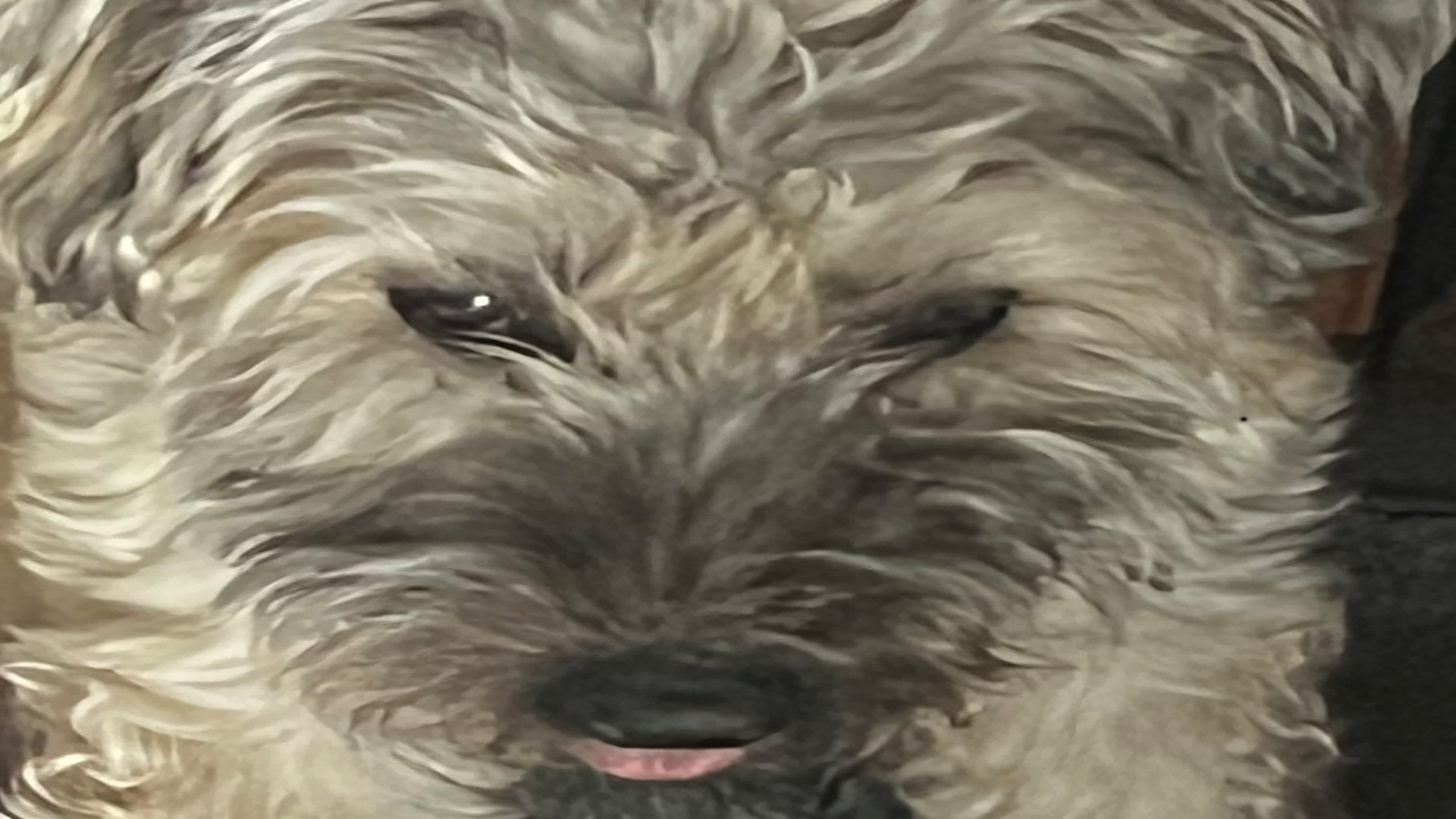 Snoot Runner Standard